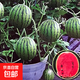 Super sweet Kirin honey pot small watermelon seeds seedless small watermelon four seasons planting balcony courtyard potted fruit seeds potted honey small watermelon seeds 3 packs