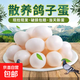 Authentic farm-raised fresh free-range pigeon eggs, now picked up and found, supplementary food for pregnant women and babies, farm-raised grain-fed pigeon eggs, 20 pieces