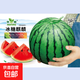 8424 Kirin watermelon seeds, seedless, high-yielding rock sugar, lazy watermelon seeds, southern four-season vegetable and fruit seeds, Huayu original color pack, 3 packs, about 150 capsules