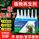 Plant Regeneration Agent Resurrection Liquid for Flowers and Green Plants Potted Plants Universal Light Stem Yellowing Money Tree Succulent Growth Nutrient Solution 10 boxes of 60 pieces in total Green leaves + strong roots + flower promotion