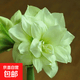Imported amaryllis seed bulbs, large ball potted flower seedlings, double amaryllis seeds with buds for all seasons, green plants and flowers 9. Green field bulb circumference 15-18cm