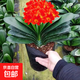 Four Seasons Clivia potted plant with buds, old seedlings, large and small seedlings, flower plants, indoor flowers and green plants, round-headed monks, Chinese red 9-11 leaves, flowering in the current year, 5 years old seedlings