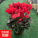 Cyclamen potted plant with flowers extra large rabbit flower plant indoor double Phalaenopsis blooms in all seasons, good for raising seedlings, high-quality original pot, big flower, good luck, Cyclamen (full bloom)