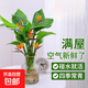 Hydroponic bird of paradise potted flower plants indoor living room green plant surface Strelitzia reginae absorbs formaldehyde and is easy to feed in all seasons. High-quality hydroponic bird of paradise 40-50 cm 3 trees