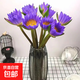 Water lily special price fresh flowers Guangzhou straight hair with buds indoor hydroponics niche fairy fluttering Chinese Valentine's Day gift 10 random color water lilies