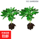 Bafang Laicai duck foot wood indoor living room office easy to maintain hydroponics water absorption basin lazy potted green plants flowers evergreen Bafang Laicai 2 pieces does not include pots