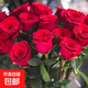 Yunnan Kunming rose seedlings old piles bloom in the current year, big flowers and strong fragrance. Rose old root flowers and green plant potted plants 31 Corolla (old pile seedlings bloom all year round)