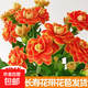 Kalanchoe potted plant with double large flowers and buds is a flower plant that blooms indoors in all seasons and is easy to grow. 12. Golden Fox (with buds) comes with fertilizer and contains a gallon pot.