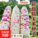 Nationally approved super large stick sweet waxy colorful corn seeds, new varieties of colorful waxy corn seeds, farmers' high-yield corn seeds, nationally approved colorful corn seeds, 1 pack of about 50 grains