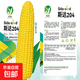 National Approval Fruit Corn Seeds Fresh Sweet and Crisp National Approval Sweet Corn Seeds Farmhouse Garden Vegetables National Approval Fruit Corn Seeds 2 packs of about 100 grains