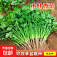 Eat as you plant, seasoning vegetable seed combination, easy to grow heat-resistant balcony potted vegetables in all seasons in spring, small-leaf coriander seeds, 1 pack, about 1,000 seeds, 1 pack, about 1,000 seeds