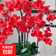 Phalaenopsis Orchid Seedlings with Foils and Buds Potted Orchids Large Seedlings Living Room Indoor Plants and Flowers 1 Chinese Red --- With Foils Without Pots