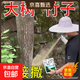 Cyclazinone is a special medicine to remove dead trees and rotten roots of large trees. Herbicide is a special medicine to remove big trees and remove rotten roots of bamboo. Genuine Cyclazinone 1 Jin Jin is equal to 0.5 kg