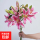 Perfume Lily Flower Shop's Same Style Chinese Valentine's Day Gift Flowers Yunnan Kunming Base Straight Hair Mix and Fresh Cut Flowers 9 Lily Pink Flowers (Unspecified Variety)