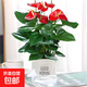 Anthurium potted white pink palm, smooth sailing flowers, extra-large flowers, indoor living room surface hydroponic plants are easy to grow, about 30-35 large anthurium-good morning suction, it is good to bring potted plants