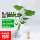 Dragon Scale Spring Feather Hydroponic Plant Paradise Bird Living Room Pothos Potted Flower Rich Bamboo Monstera A good-to-grow green plant. Fine Spring Feather 20-25cm 1 tree. Free nutrient solution.