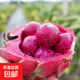 Hainan Red Heart Pitaya Jindu No. 1 Pack Freshly Picked and Freshly Picked, Boxed 2Jin Jin is equal to 0.5kg (single fruit 200g+)