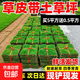Turf soil real lawn with soil four-season green Manila turf villa courtyard greening grass Taiwan grass 0.5 square meters green grass buy 5 square meters and get 0.5 square meters