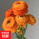 Peony Flowers Base Wholesale High-grade Peonies Fresh Cut Flowers Yunnan Fresh Flowers Bouquet Peonies Orange 10 Branches + Imported Preservative
