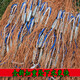 St. Ruian's old-fashioned hand-thrown traditional hand-thrown net tire line catching fishing net rotating net throwing net tire line 1.5 fingers 3 meters high - 4 meters in diameter
