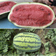 Zhongke Maohua Fruit and Vegetable Seeds Lazy Giant Dragon Flower Skin Red Flesh Watermelon Seeds Large Fruit Type No-Pruning Lazy Man Super Sweet Big Red Flesh Single Melon 20Jin Jin is equal to 0.5kg Lazy Giant Dragon 50g 2 boxes