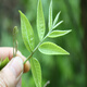 六鹅洞500g特级青钱柳 古树芽叶绥宁青钱柳茶叶 500g青钱柳