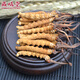 Zangxitang Tibet Nagqu Cordyceps in großer Höhe Cordyceps Cordyceps Cordyceps Cordycep