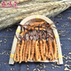 Zangxitang Tibet Nagqu Cordyceps in großer Höhe Cordyceps Cordyceps Cordyceps Cordycep