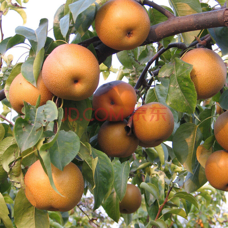 万亩方生态农场 晚秀梨 赏梨花 套果套 现场采摘 优质品种