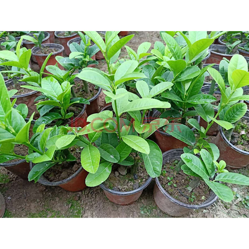 金华佛手苗佛手树苗正宗金佛手苗佛手盆栽带土带软盆发货 1年苗原盆原