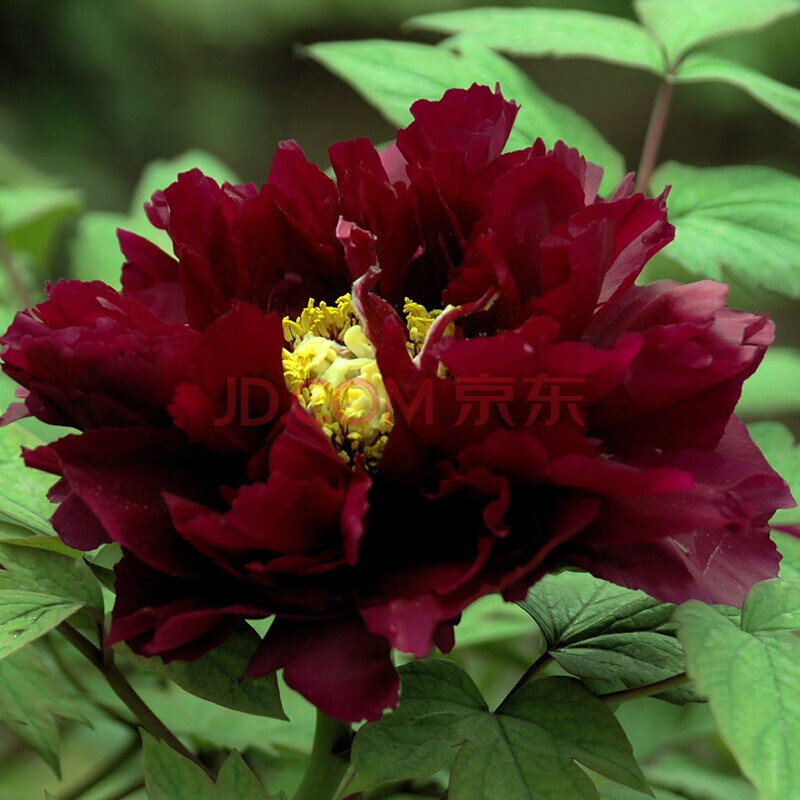 大花重瓣花卉绿植物盆栽室内外庭院栽种植大苗 乌金耀辉((5-7分叉) 不
