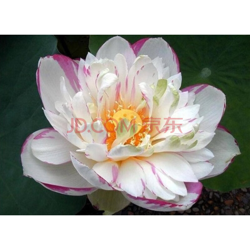 种观赏荷花池塘种藕水培稻田鱼塘深水浅水藕 鄂莲8号藕【荷花观赏藕】