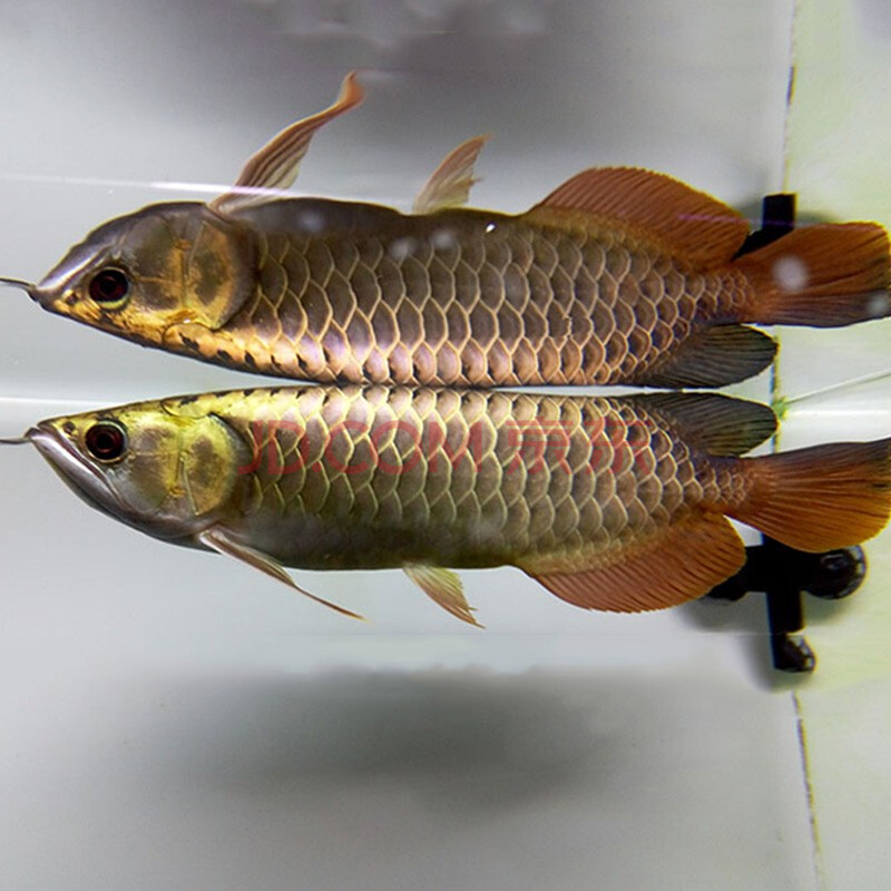 金龍魚活體古典過背金龍藍底過背金龍大型熱帶觀賞魚活體 a級過背金龍