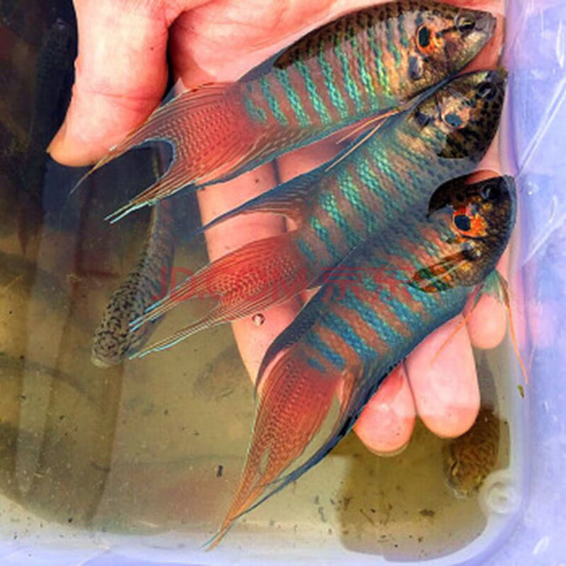 jypet中國鬥魚活體普叉尾觀賞魚活體淡水冷水魚 普叉 2-3cm10條 送1