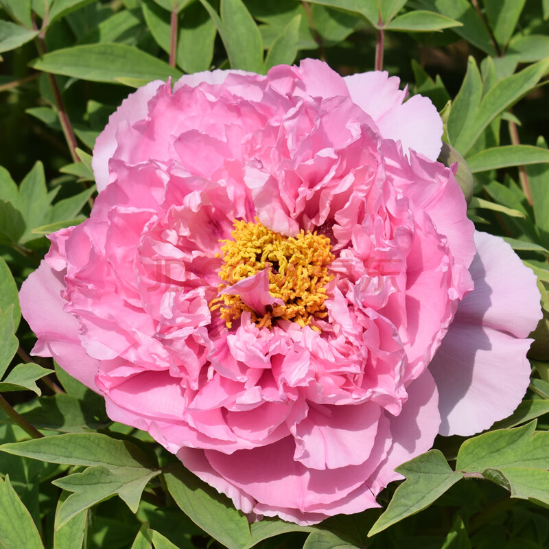 牡丹花苗盆栽洛陽牡丹綠植盆景室內庭院種植芍藥薔薇玫瑰月季花苗