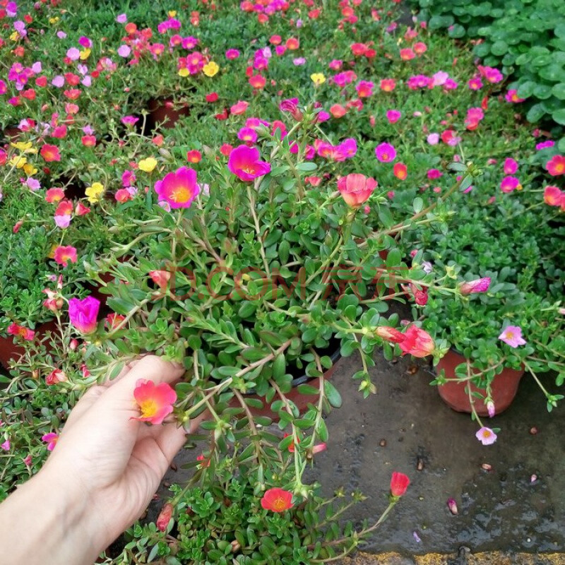 大葉寬葉太陽花盆栽花苗 陽臺庭院植物花卉重瓣松葉牡丹苗馬齒莧 大葉