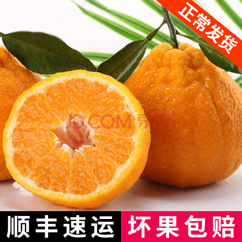 春见柑橘品种介绍图片及价格表(春见柑好吃吗)