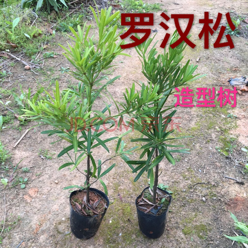 花姬羅漢松樹苗 羅漢松小苗 造型盆栽羅漢松觀賞植物 綠化 庭院樹