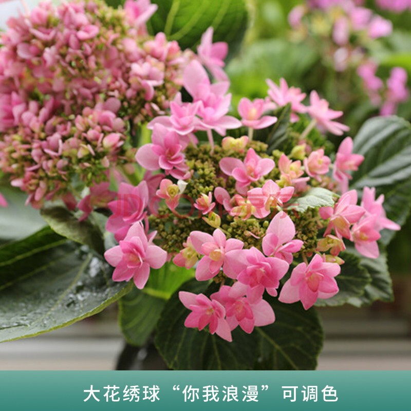 品種繡球花苗 八仙花魔幻城堡繡球無盡夏陽臺庭院花園大花繡球 浪漫可