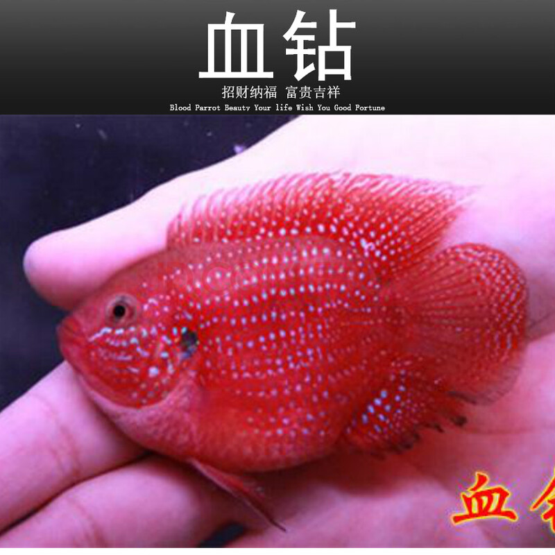 鱼血钻鱼热带鱼球型三湖慈鲷马鲷科鱼招财鱼观赏鱼包活 6-8cm血钻2条