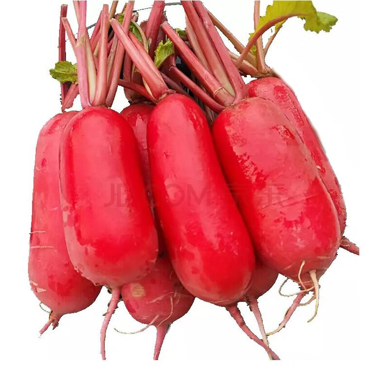 【年后发货】四川泡菜萝卜 新鲜红萝卜 红皮白肉水萝卜胭脂萝卜 5kg