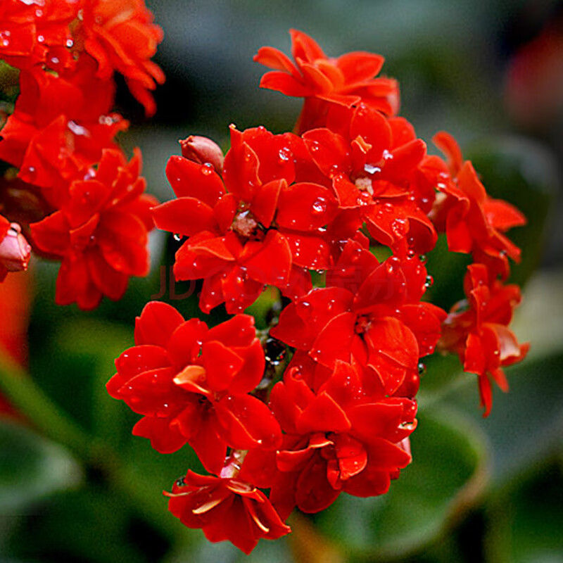 宫灯长寿花盆栽苗带花苞灯笼花倒挂金钟室内阳台垂吊海棠花卉 长寿花