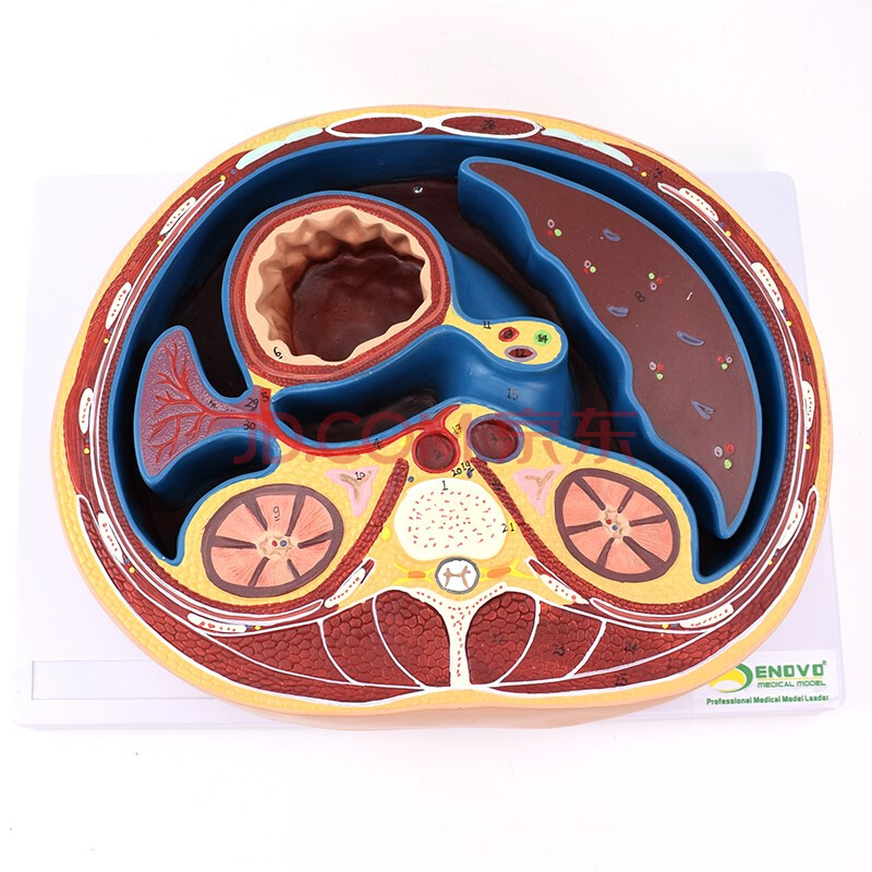enovo頤諾人體腹部斷面模型平網膜網膜囊孔結構解剖標本ctmri影像放射