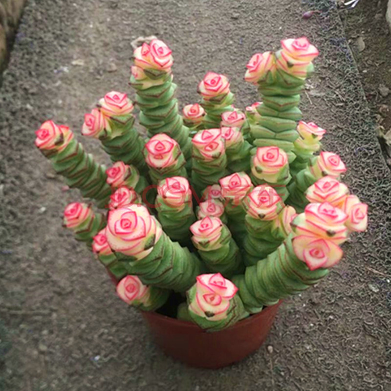 彩色钱串锦大株多肉植物稀有盆栽桌面绿植花卉四季可养新款 瓷盆 彩色