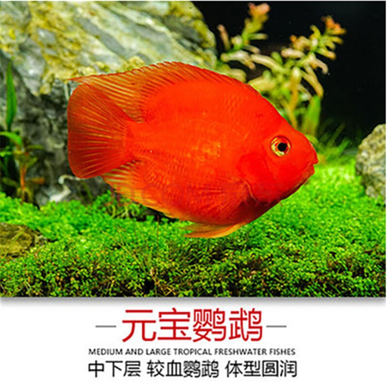 觀賞魚 發財魚 活體寵物熱帶魚淡水魚 風水魚 財神魚