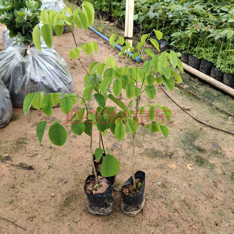 名贵珍稀树苗老挝大红酸枝苗交趾黄檀树苗酸枝木苗苗木庭院树苗 80一