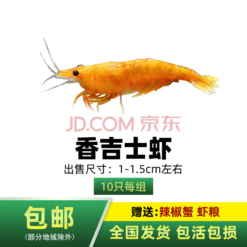 淡水水晶虾除藻工具宠物樱花黑壳虾黄金米巧克力虾套餐 香吉士10只