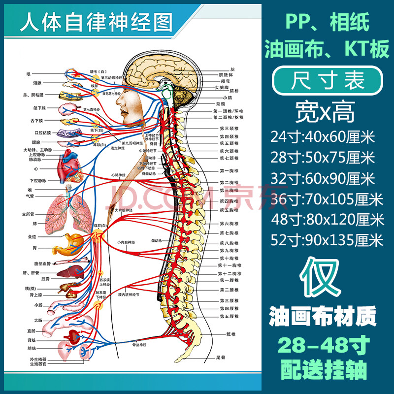 人体器官价位图片