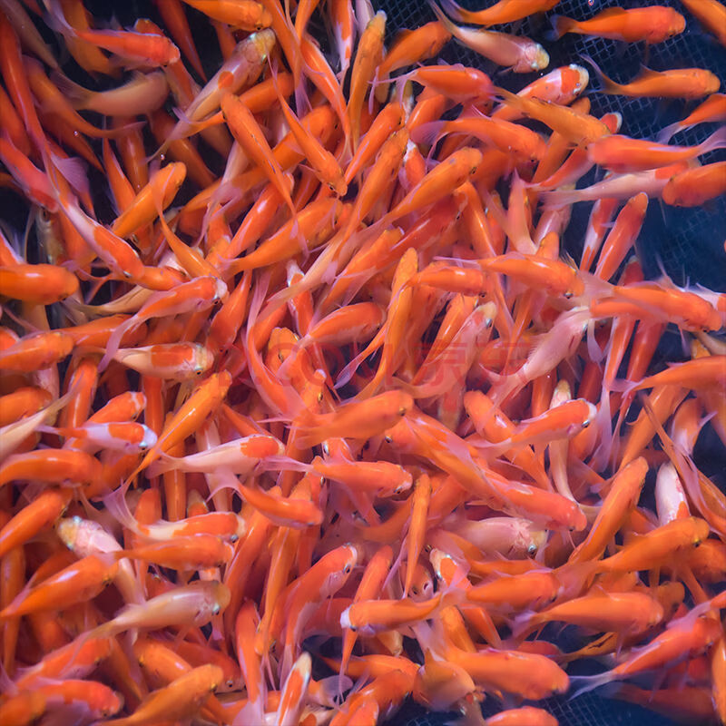 【店铺推荐】锦鲤小型鱼观赏鱼活体冷水鱼好养易活红色锦鲫草金淡水红