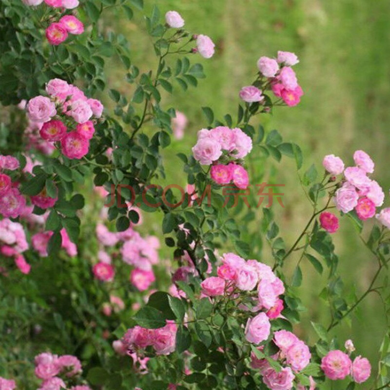 薔薇花苗薔薇苗有刺薔薇無刺薔薇耐寒爬藤循環開花好養植z1 無刺薔薇4